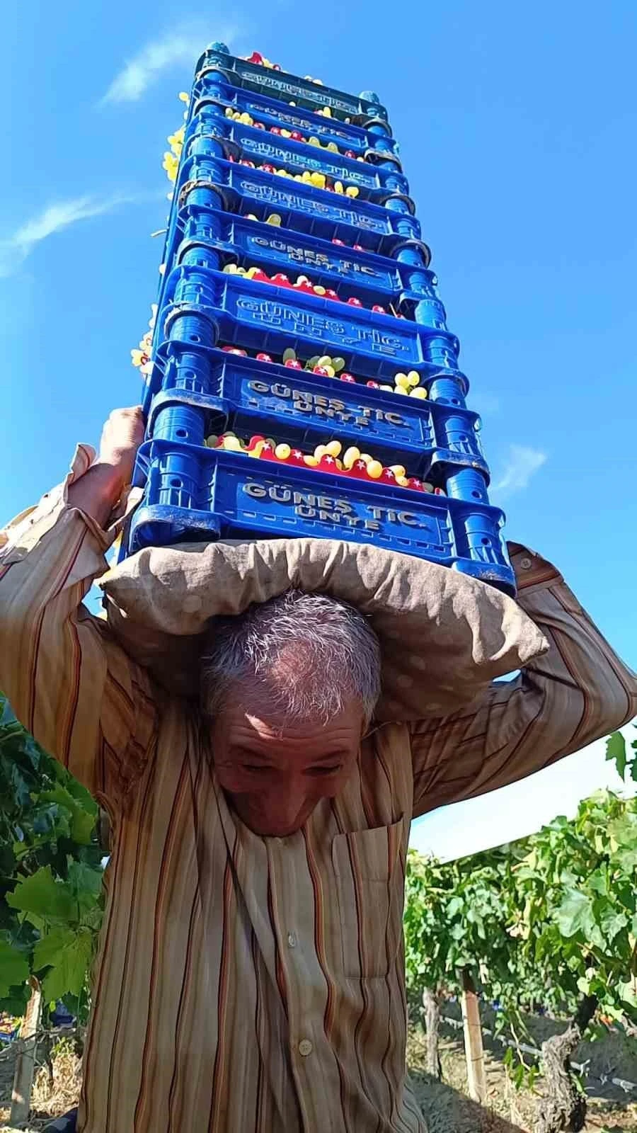 İddia ile başladı, 8 kasa üzümü aynı anda taşıyor
