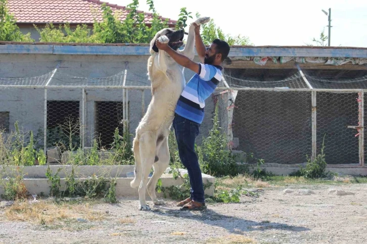 İri cüssesiyle nam salan Aksaray Malaklısı insan boyunu geçiyor
