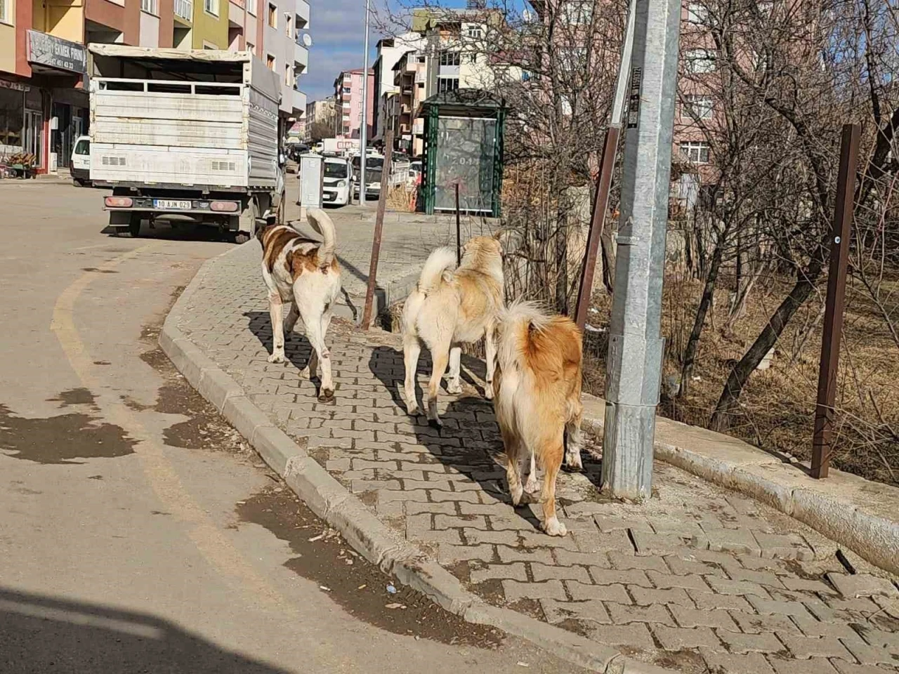 İspir’de başıboş köpekler tehdit oluşturuyor
