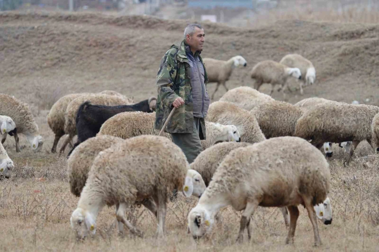 İstanbul’dan kaçtı, köyünde yaptığı hayvancılıkla huzuru buldu: &quot;Şehir hayatı açık cezaevi gibi&quot;
