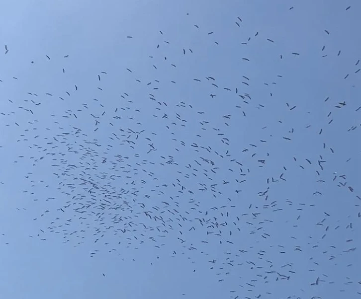 İstanbul semalarında leyleklerin göç dansı
