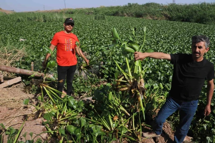 İstilacı su sümbülleri, Asi Nehri’ni adeta görülmez hale getirdi
