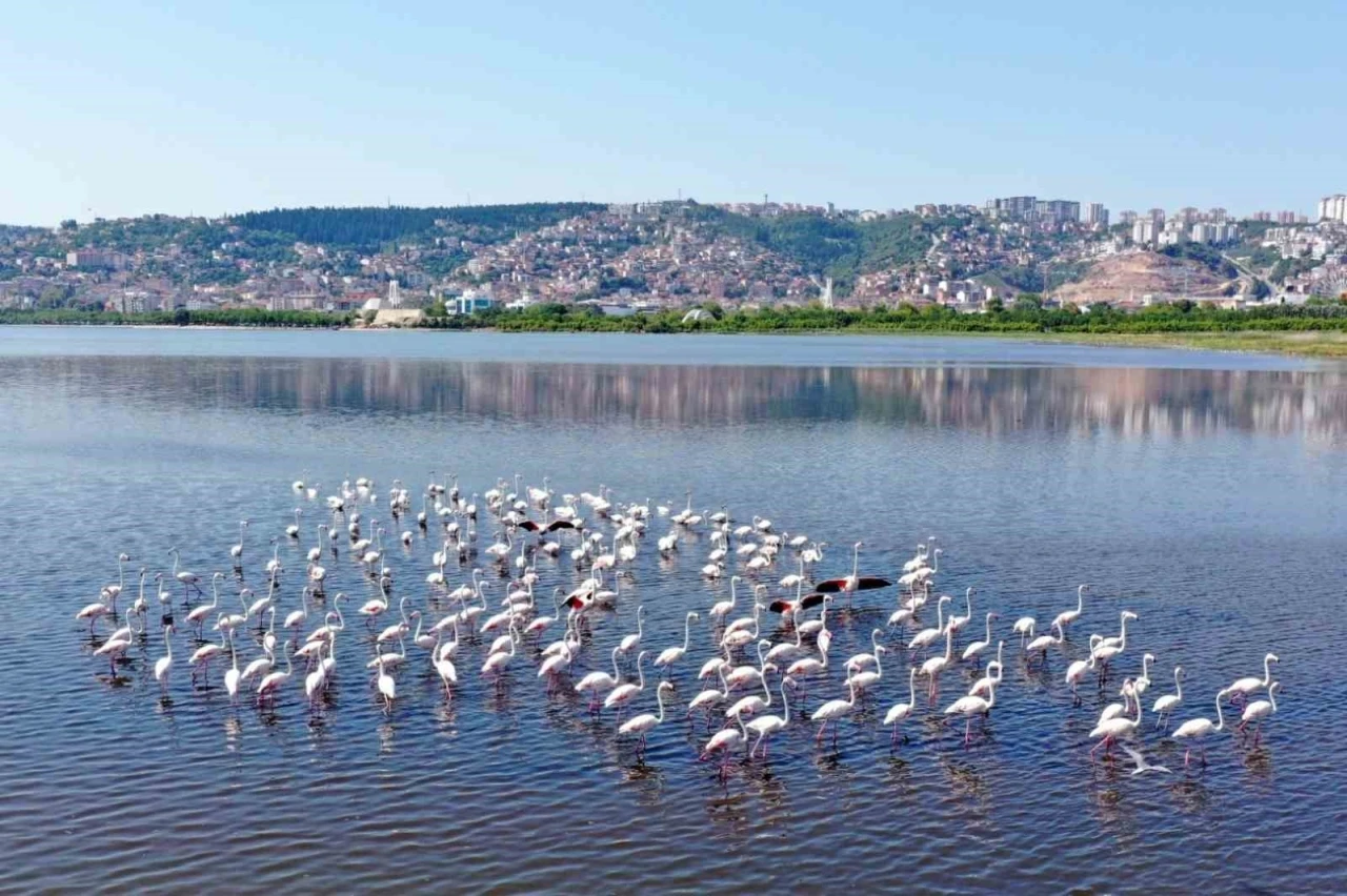 İzmit Körfezi’ndeki flamingo sayısında artış gözlendi
