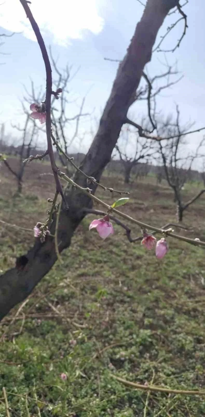 İznik’te şeftali ağaçları erken çiçek açtı
