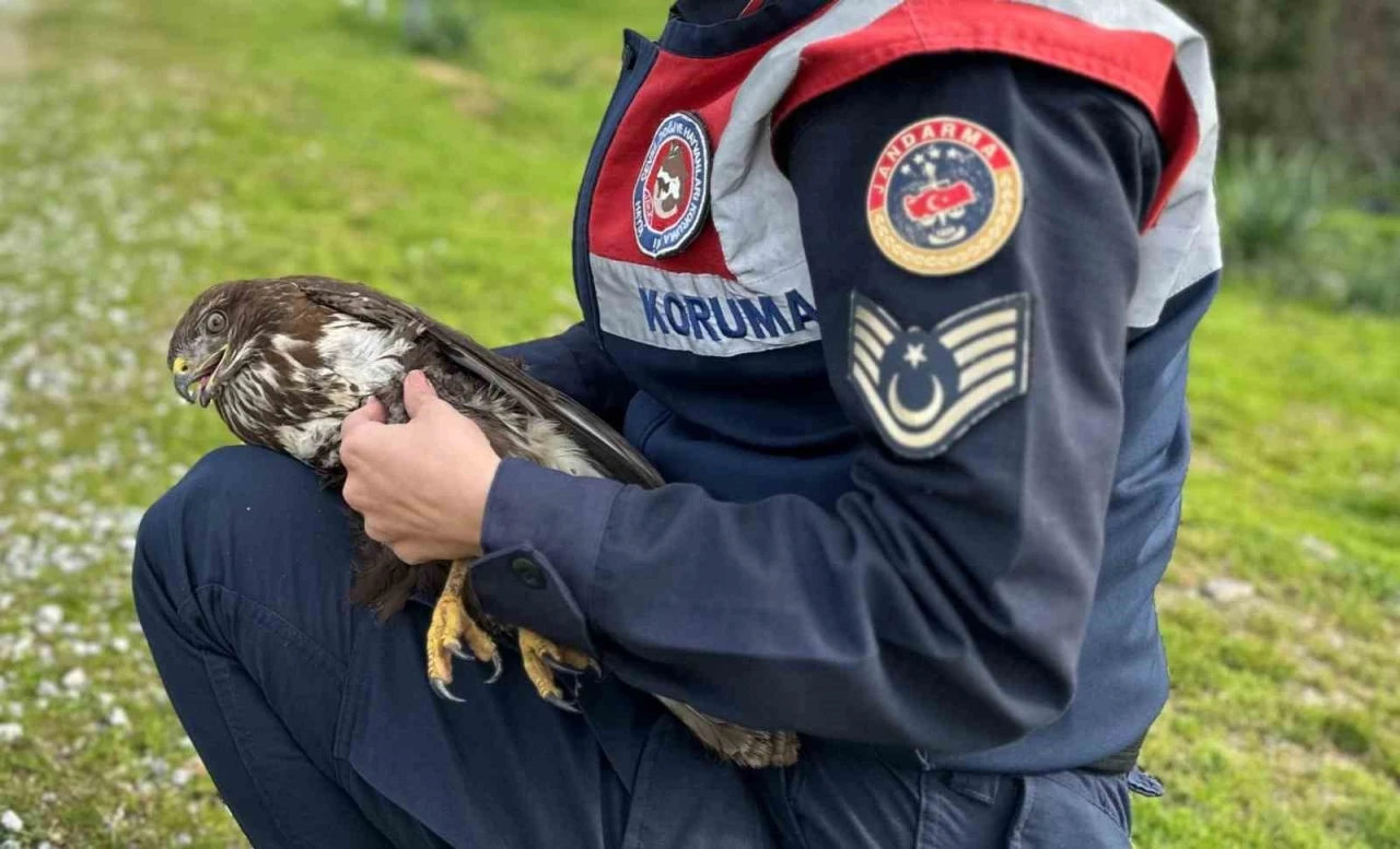 Jandarma Kızıl Şahin’e sahip çıktı
