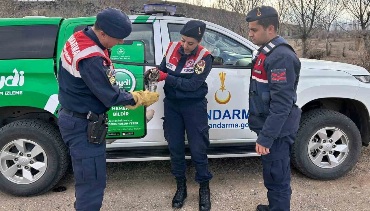 Jandarma, yaralı baykuşa elleriyle su verdi
