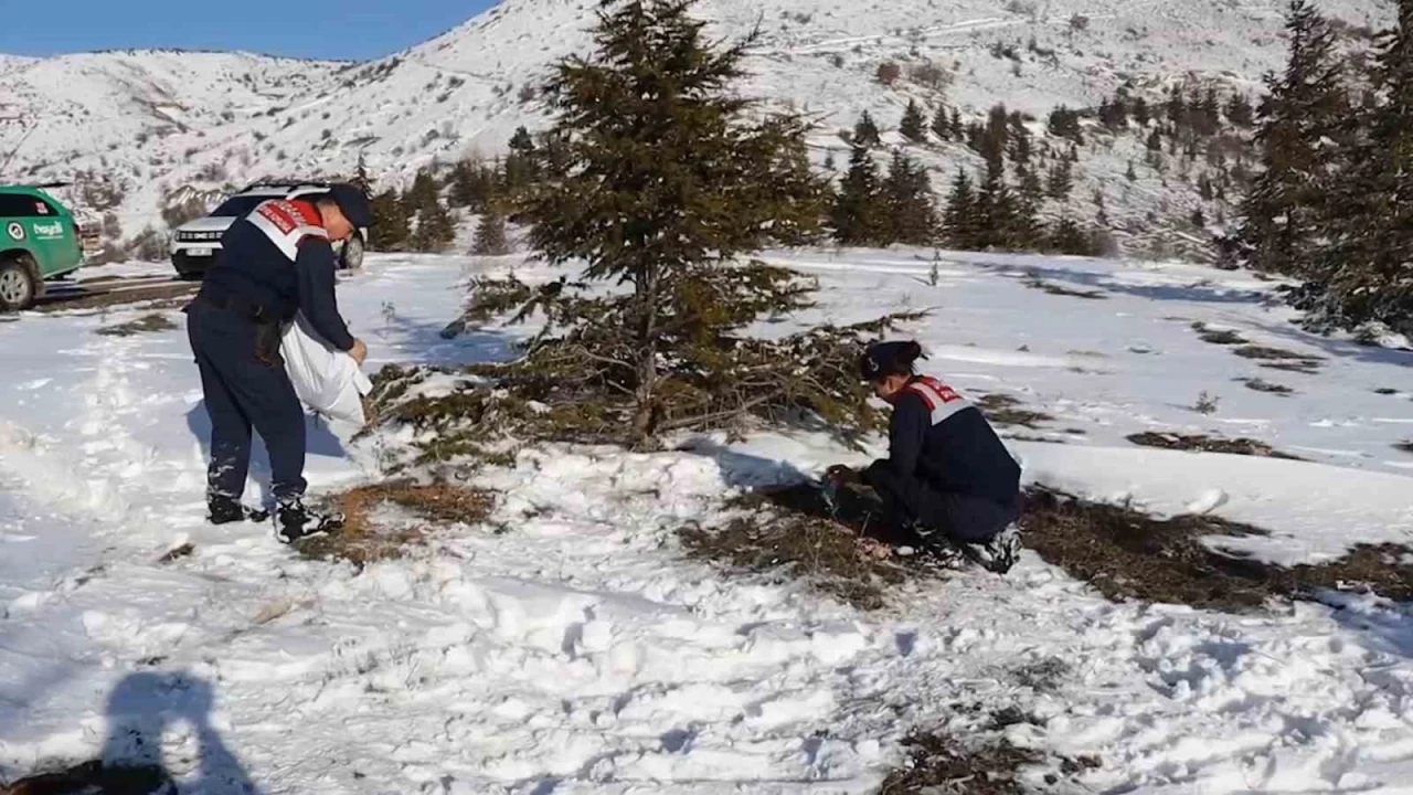 Jandarmanın yem bıraktığı alanlarda hayvanlar fotokapanlarla görüntülendi
