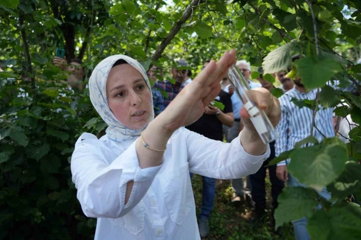 Kahverengi kokarca ile mücadele: 14 bin ‘samuray arısı’ doğaya salındı
