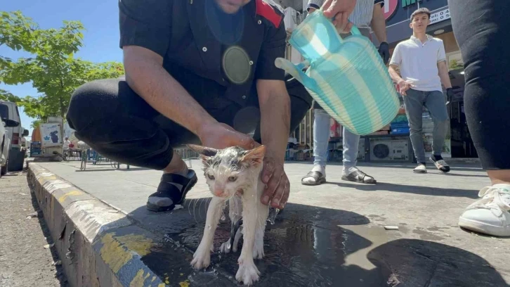 Kaputa sıkışan yavru kedi kurtarıldıktan sonra yıkatılıp süt ikram edildi
