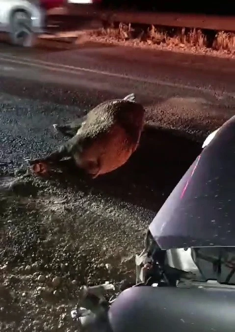 Karayoluna çıkan domuz kazaya neden oldu
