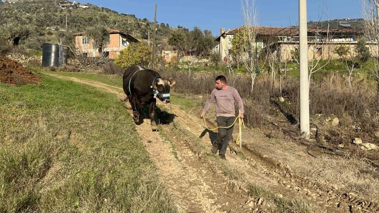 Karizma adlı boğasını Nisan ayındaki güreşlere hazırlıyor
