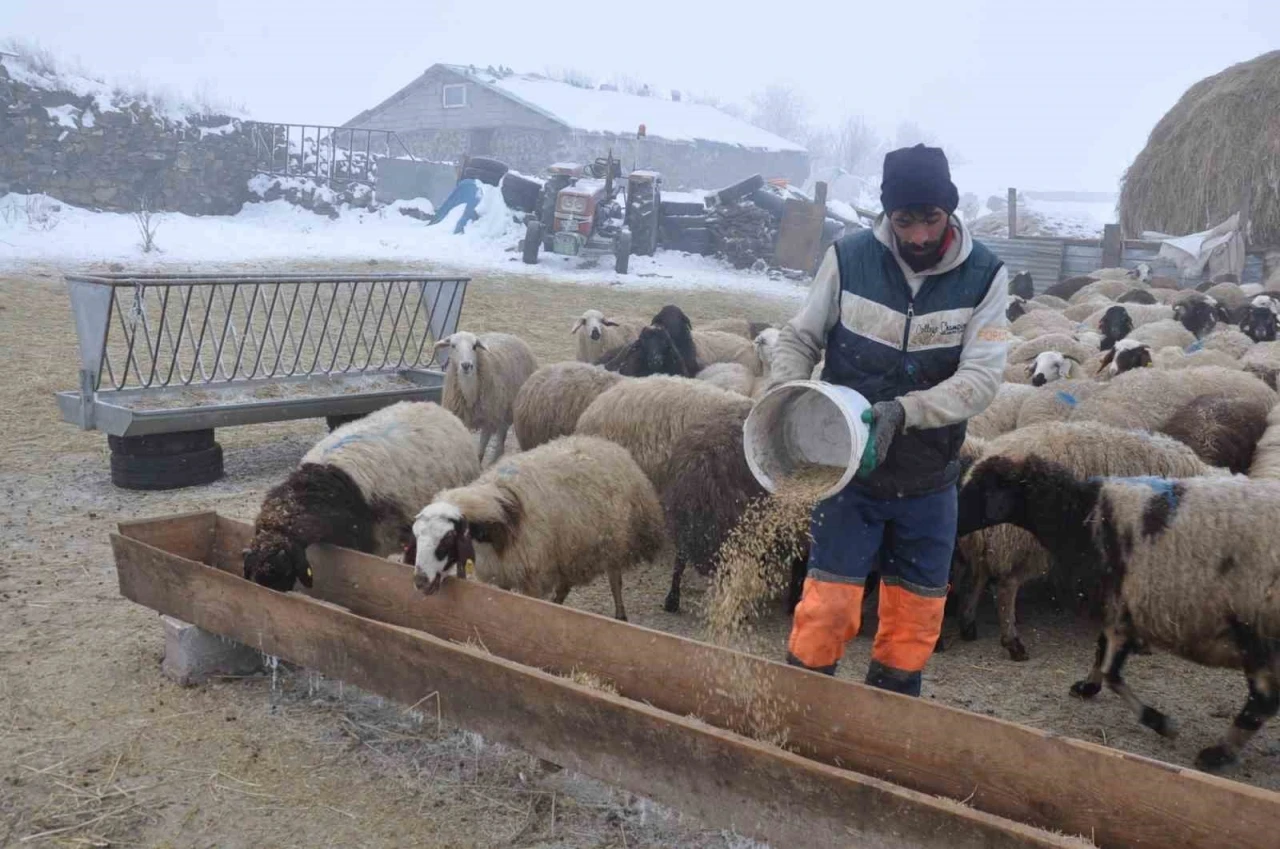 Kars’ta küçükbaş hayvancılık yapanlar çoban bulmakta zorluk çekiyor
