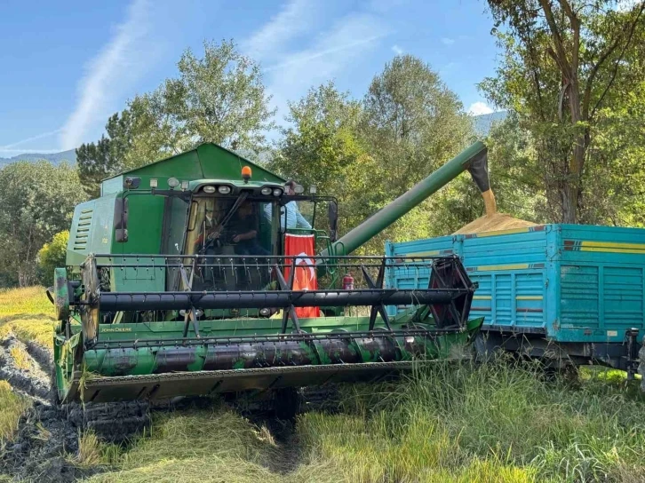 Kastamonu’da 2 bin 200 dekar alanda ekilen çeltiğin hasadına dualarla başlandı
