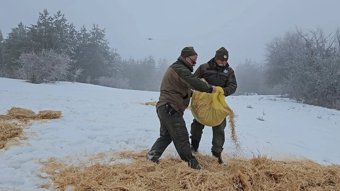 Kastamonu’da yaban hayvanları için doğaya yem bırakıldı
