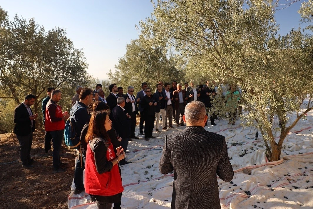 Hillerima Antik Kenti Zeytin Hasadına Tanıklık Etti