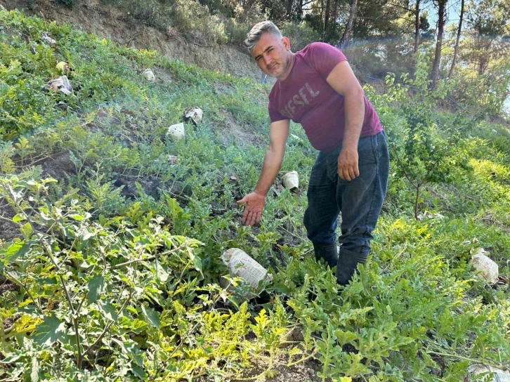 Kavurucu sıcağa karşı çözümü tarladaki karpuzları tek tek gazeteyle sarmakta buldu
