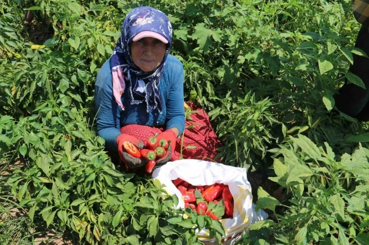 Kavurucu sıcakta acı hasat, ellerini yüzlerine süremiyorlar
