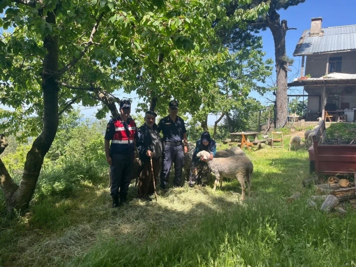 Kaybolan 16 küçükbaş hayvanı jandarma ekipleri buldu
