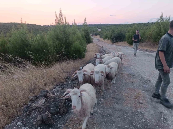 Kayıp koyunlar 12 saat sonra bulundu
