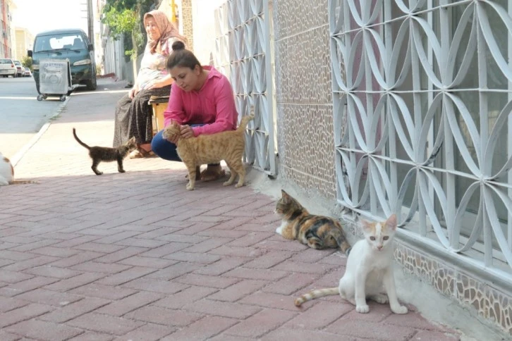 Kediye Çarpan Sürücü, Görgü Tanıklarını Tehdit Etti