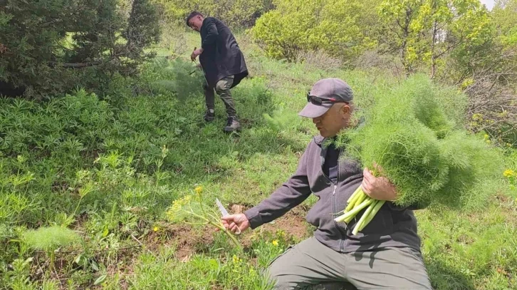 Keledoş yemeği için heliz otu mesaisi
