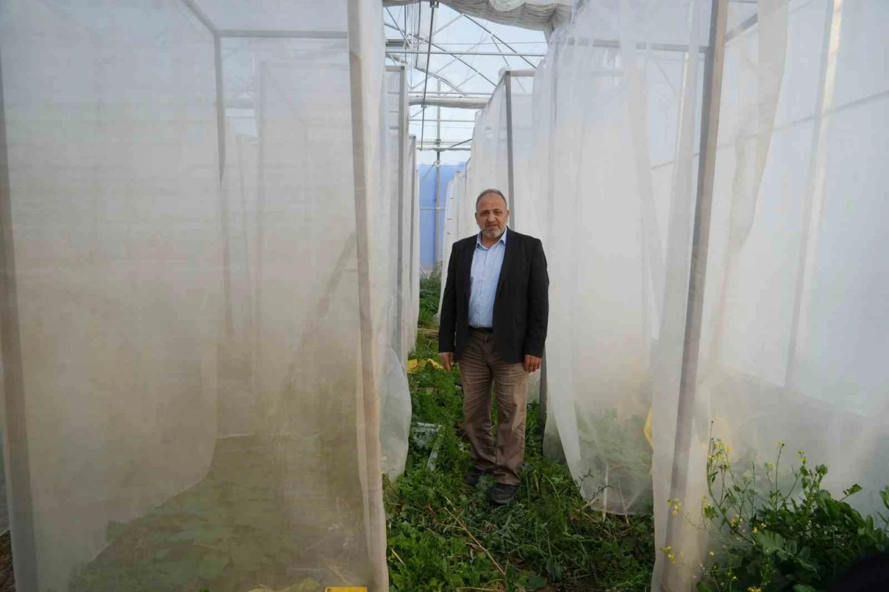 Kenevir kabinlerinde melezleme yöntemiyle yeni kenevir çeşitleri elde etmeye çalışıyorlar
