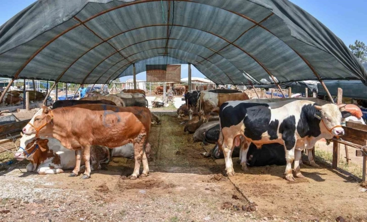 Kepez’in kurban pazarında satışlar başladı
