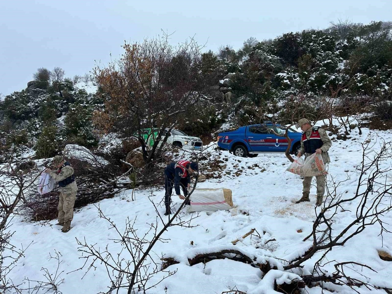 Kilis Jandarma ekipleri yaban hayvanlarını unutmadı
