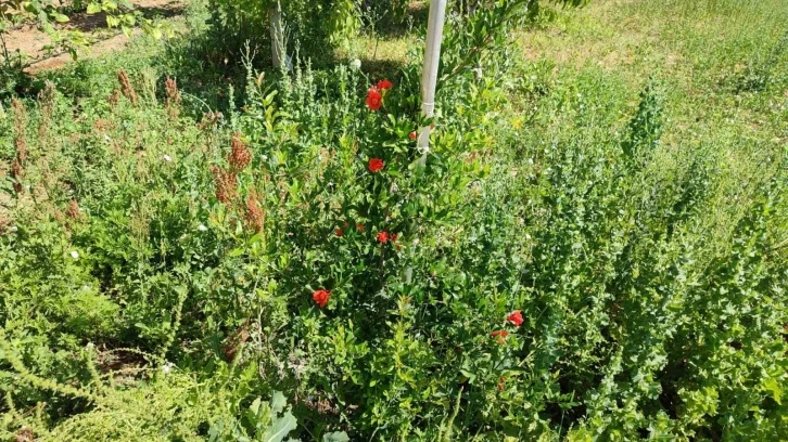 Kırşehir’de nar ve incir yetiştirdi
