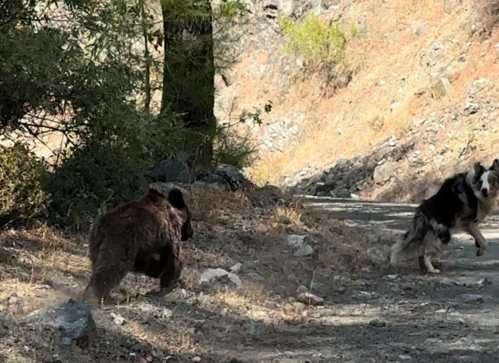 Doğa Yürüyüşü Sırasında Ayı Yavrusu ile Karşılaştı