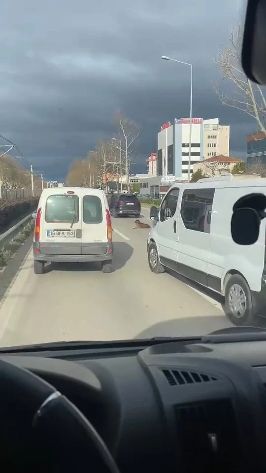 Köpeğin keyfi trafiğe kilitledi
