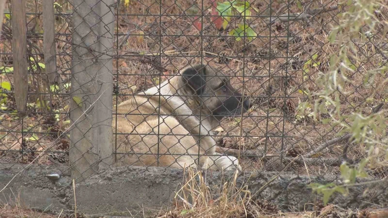 Köpeklerin saldırısına uğrayan akademisyenin mahallesinde tedirginlik
