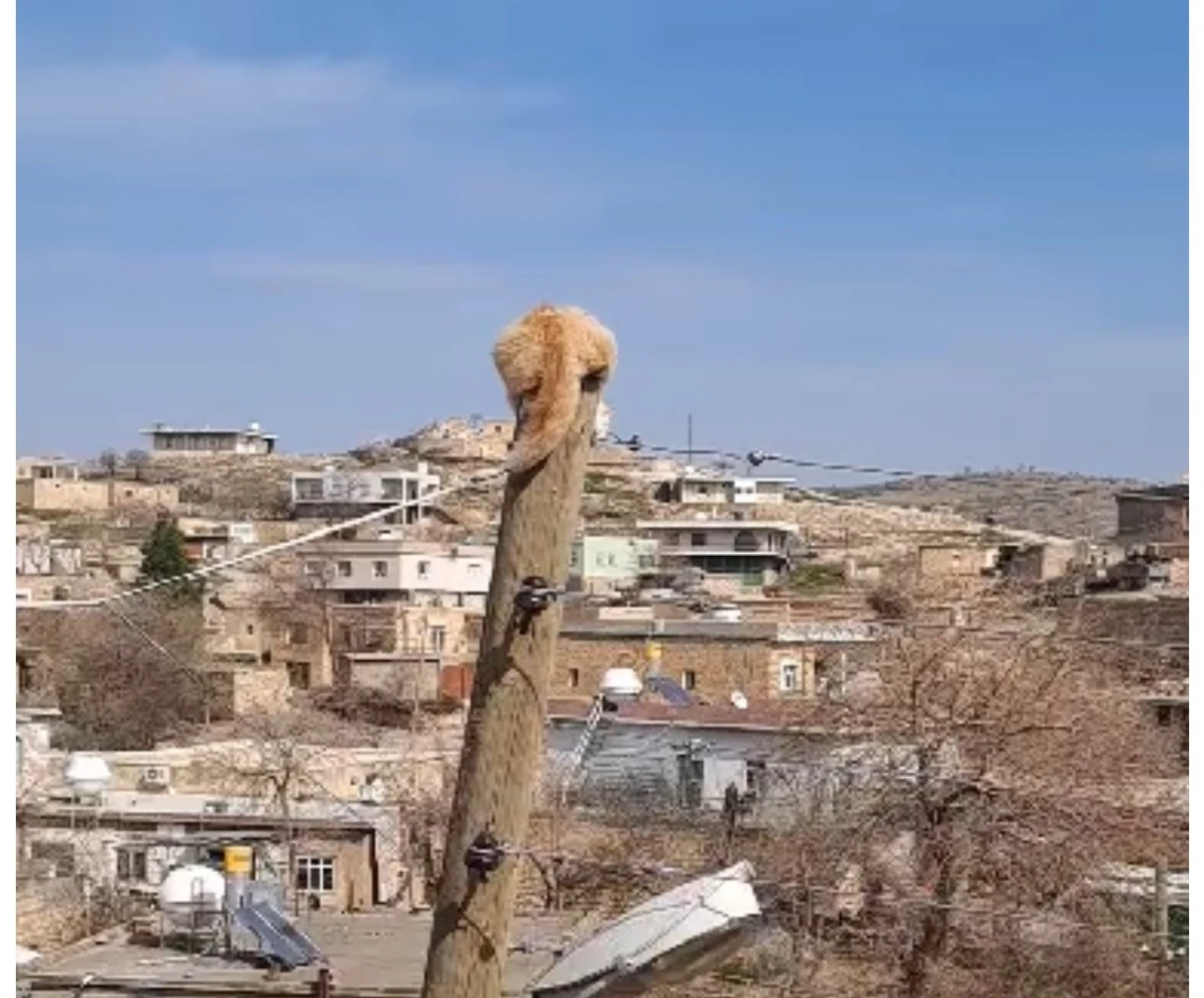 Köpekten kaçıp direğe tırmanan kediyi itfaiye kurtardı
