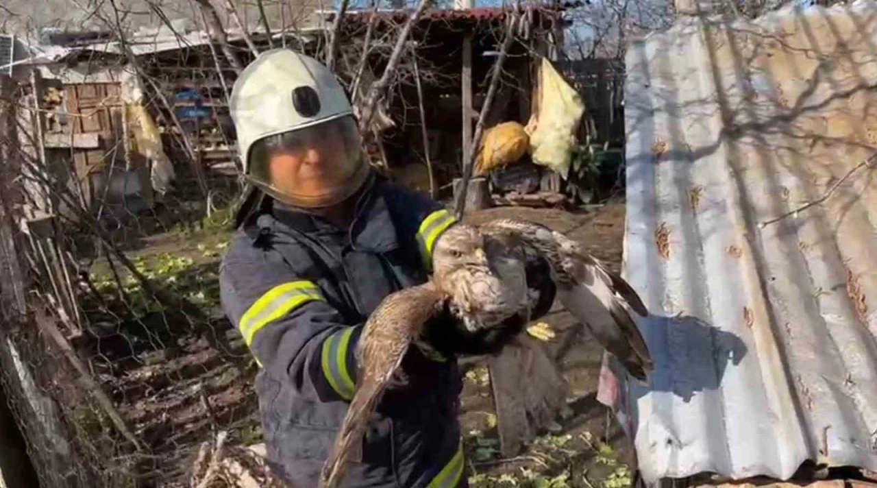 Kümeste mahsur kalan doğanı itfaiye kurtardı
