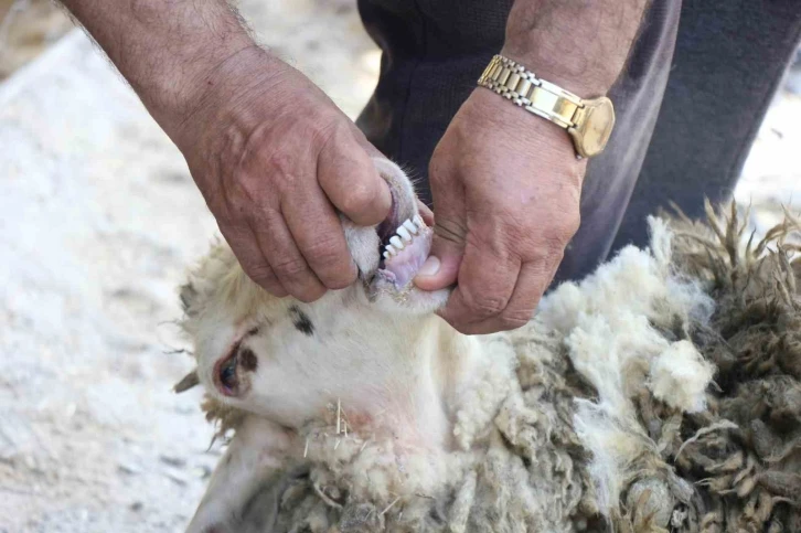 Kurbanlık alırken dikkat edilmesi gerekenler
