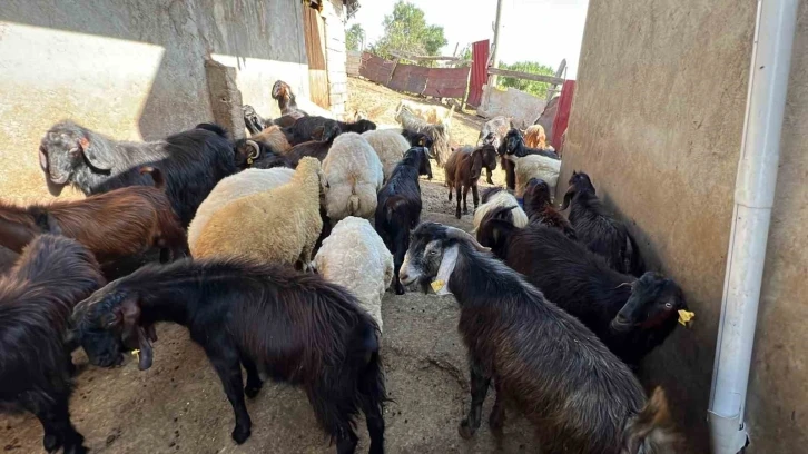 Kurbanlık satıcısı kadın: “Kurbanlıklar pahalı satılıyor bu kadar olmaz"
