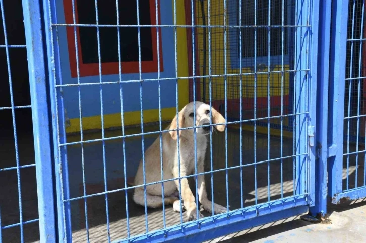 Kuşadası Belediyesi’nin orman yangınından kurtardığı can dostlar her geçen gün iyileşiyor
