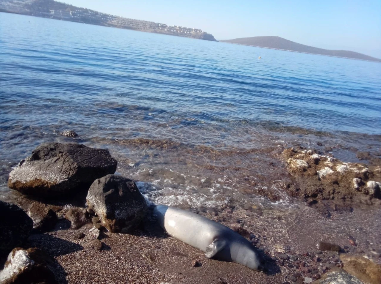 Kuyruğundan yaralanmış fok ölü halde kıyıya vurdu
