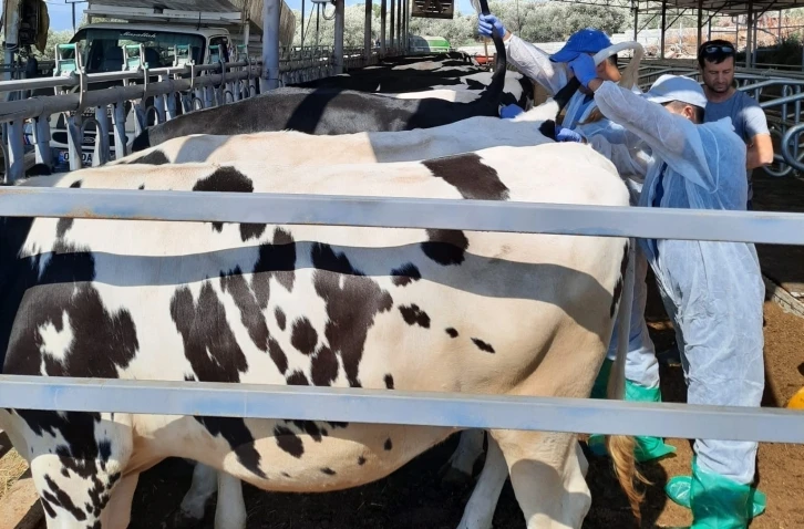 Kuyucak’ta hayvan sağlığı için kan örnekleri alındı
