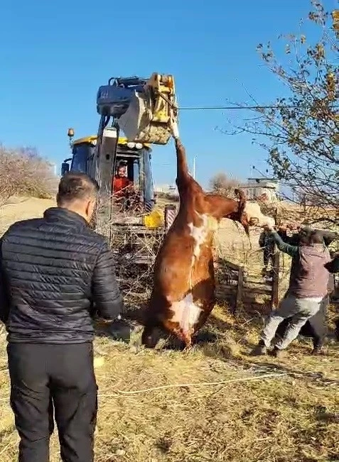 Kuyuya düşen inek kurtarıldı
