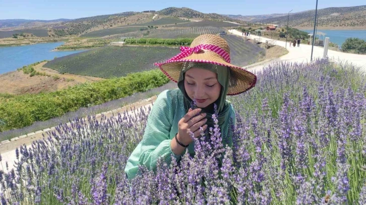 Lavanta adası kapılarını açtı, bozkır adeta mora boyandı
