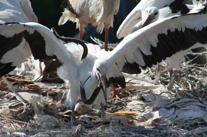 Leyleklerin yavrularını besleme anları görsel şölen oluşturdu
