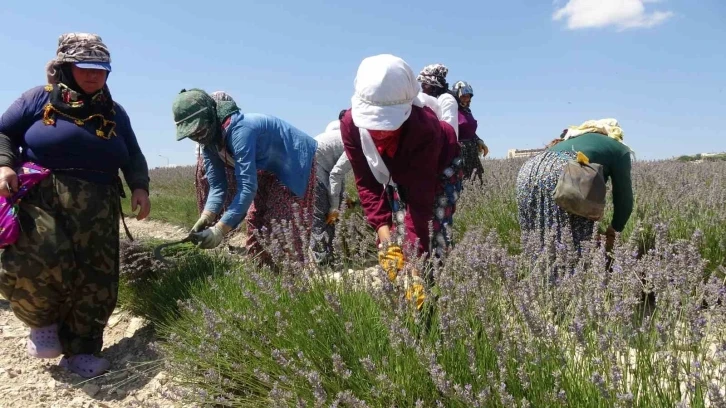 Litresi 750 TL’den satılan ve susuz yetişen lavanta hasadı başladı
