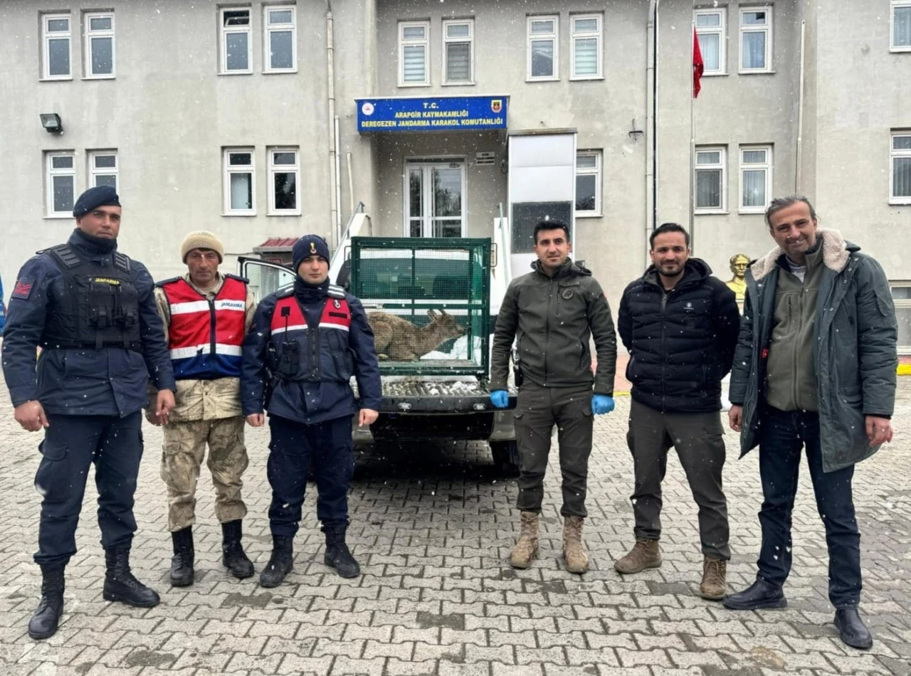 Malatya’da yaralı bulunan dağ keçisi koruma altına alındı
