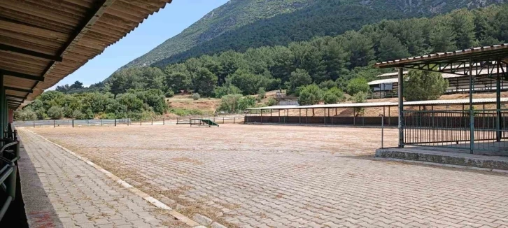 Manisa Canlı Hayvan Borsası 2024 Kurban Bayramı’na hazır
