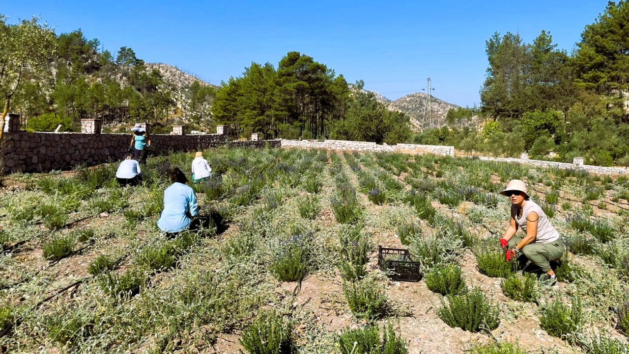 Marmaris’te “Arı Meraları” proje uygulaması