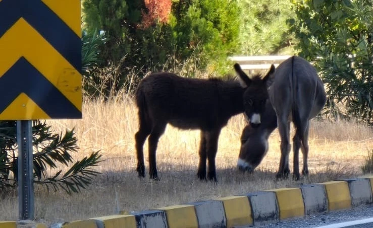 Marmaris’te trafikte eşek tehlikesi