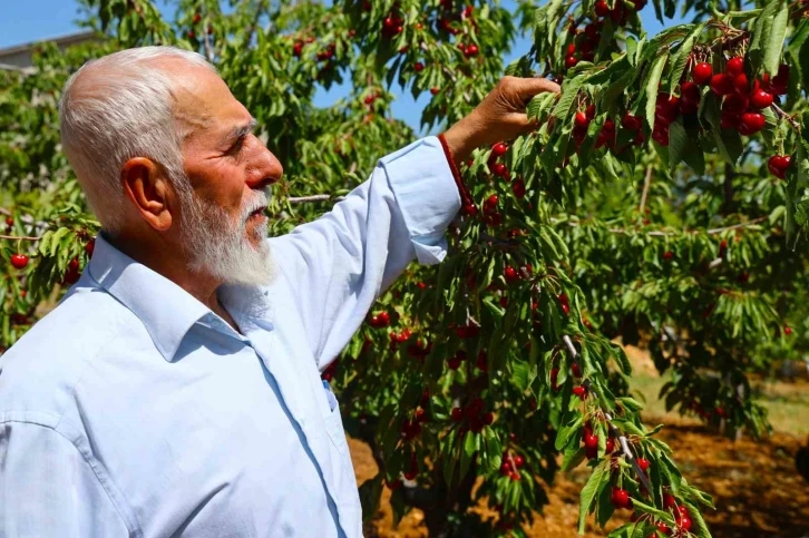 Medeniyetler beşiği 5 bin yıllık Harput’ta erken kiraz hasadı
