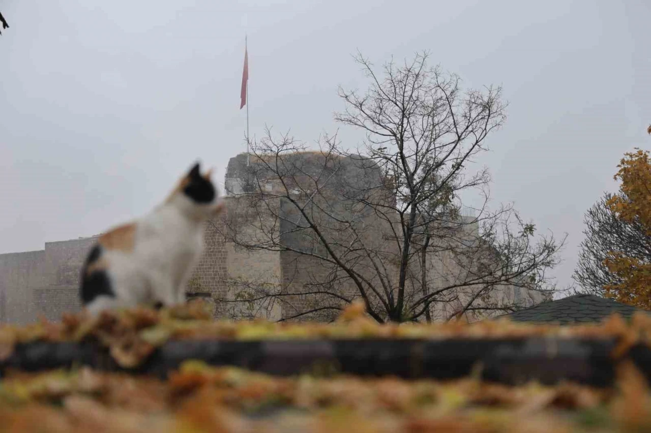 Medeniyetler beşiği Harput’ta ’kedili’ manzaralar
