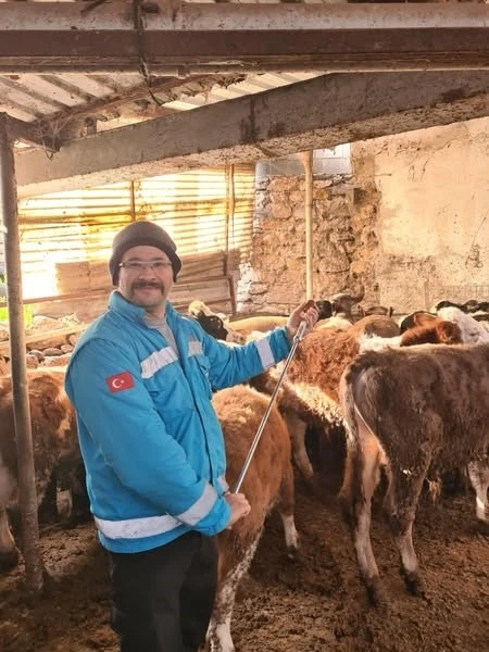 Menteşe’de büyükbaş hayvanlar için şap aşılama çalışmaları devam ediyor
